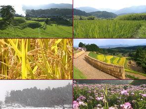 吃瓜视频大全农田,吃瓜视频大全里的田园风光