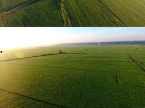 吃瓜视频大全农田,吃瓜视频大全里的田园风光