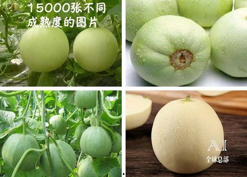 弥勒福吃瓜任务,揭秘吃瓜任务背后的欢乐与智慧