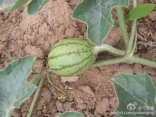 虎墩吃瓜,揭秘娱乐圈背后的秘密与真相