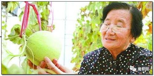 珍珠奶奶吃瓜,揭秘她吃瓜的奥秘与智慧