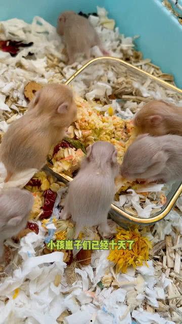 瓜崽崽吃鸡,瓜崽崽的欢乐吃鸡之旅