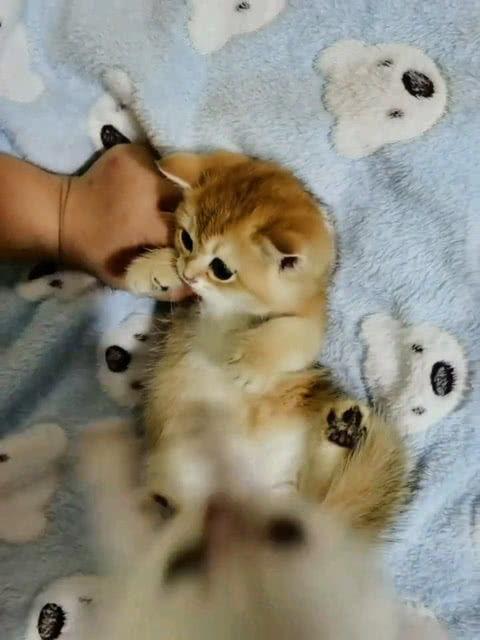 瓜崽崽吃鸡,瓜崽崽的欢乐吃鸡之旅