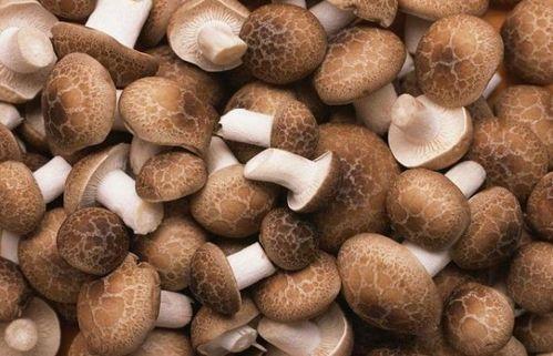 月经期间可以吃白瓜么,月经期间适宜食用白瓜的饮食建议