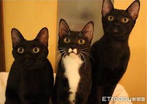 黑猫找女人要瓜吃,一段奇妙的瓜果情缘