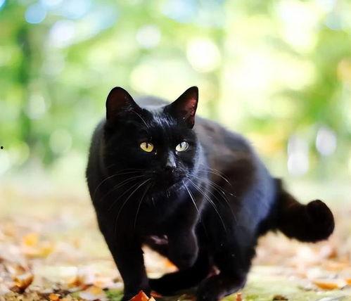 黑猫找女人要瓜吃,一段奇妙的瓜果情缘