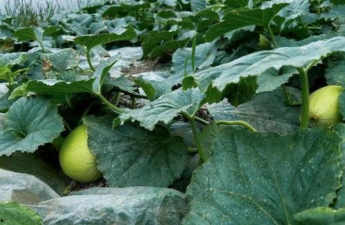 嘉联地产吃瓜,揭秘吃瓜背后的地产风云