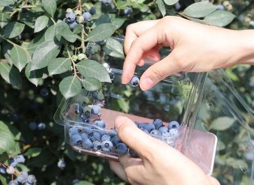 嘉联地产吃瓜,揭秘吃瓜背后的地产风云