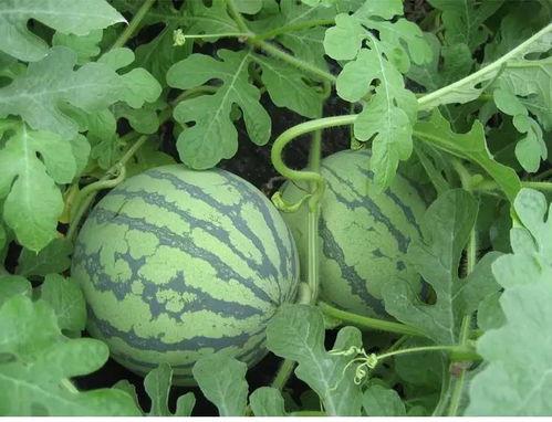 吃瓜陈金九,娱乐圈幕后推手背后的故事