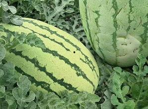 花样吃瓜活动,花样吃瓜盛宴来袭！