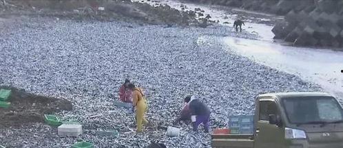 渔民吃瓜现场图片,渔村生活趣味横生