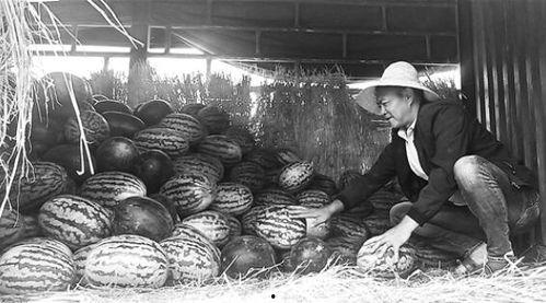 马坊吃瓜群众事迹,见证时代变迁的民间观察者