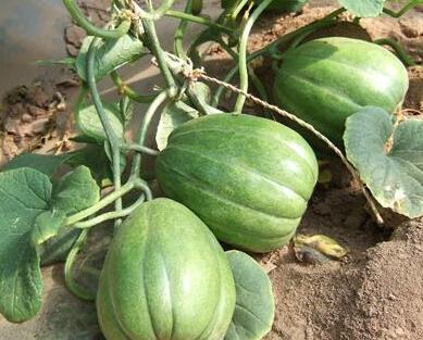 吃的老瓜,探寻传统美食的当代魅力