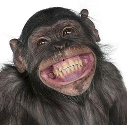 道具吃瓜猩猩脸,揭秘神秘道具背后的趣味与智慧