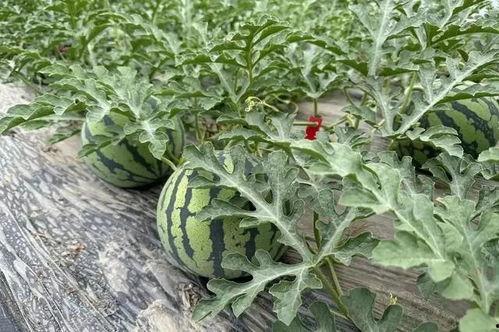 瓜田子吃瓜,一场别开生面的吃瓜盛宴