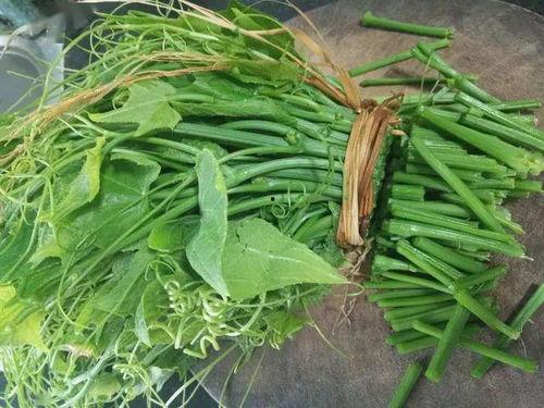 佛手瓜吃苗还是吃瓜,品味瓜苗与瓜果的双重魅力