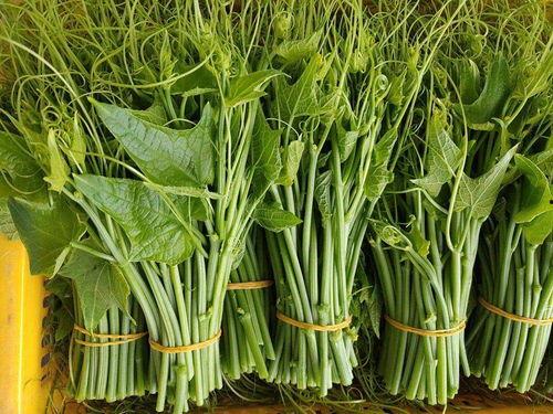 佛手瓜吃苗还是吃瓜,品味瓜苗与瓜果的双重魅力