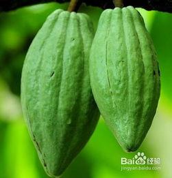 佛手瓜吃苗还是吃瓜,品味瓜苗与瓜果的双重魅力