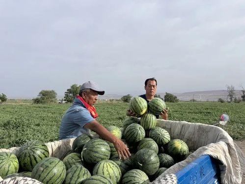 温县吃瓜,吃瓜也能吃出文化味