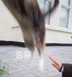 无敌吃瓜群众原版