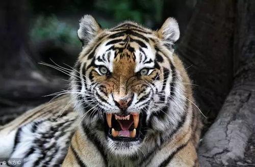 麻瓜吃老虎,揭秘人类与老虎的惊险对决