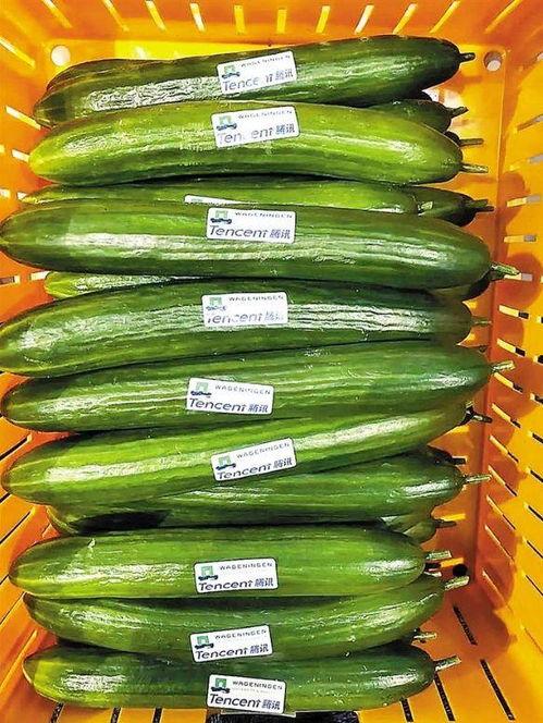 小瓜如何断头吃,创意美食体验