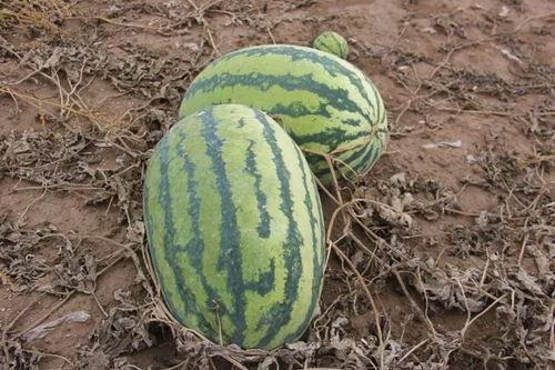 小瓜如何断头吃,创意美食体验