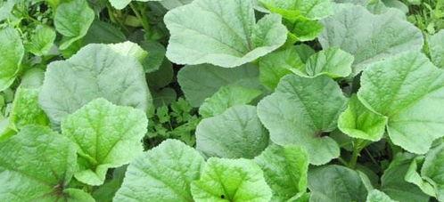 吃瓜的野菜豚,一场舌尖上的绿色盛宴