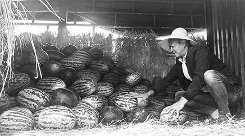 靖远吃瓜群众视频,揭秘当地生活百态