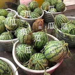 吃瓜娱瓜,揭秘娱乐圈背后的故事与真相