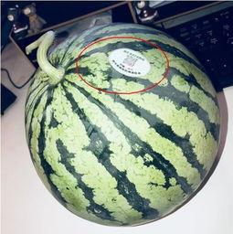 吃瓜按头网红,揭秘娱乐圈幕后风云