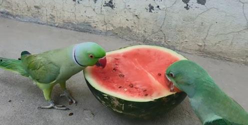 吃瓜吃多拉肚子,揭秘“吃瓜拉肚子”现象