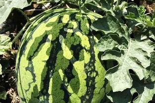 安庆太湖吃瓜,清凉一夏，味蕾狂欢