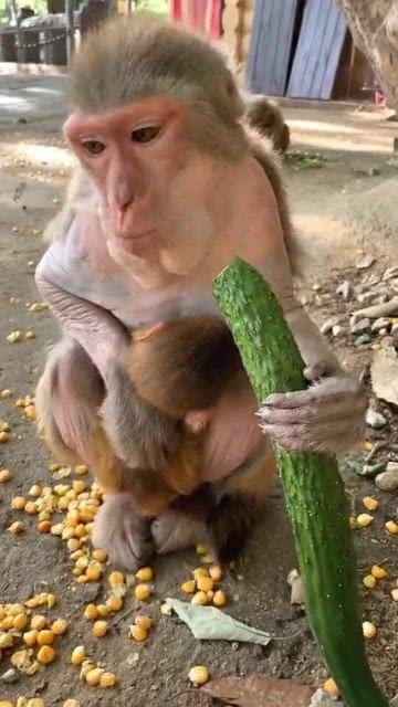 续写猴子吃瓜,一场欢乐的夏日奇遇