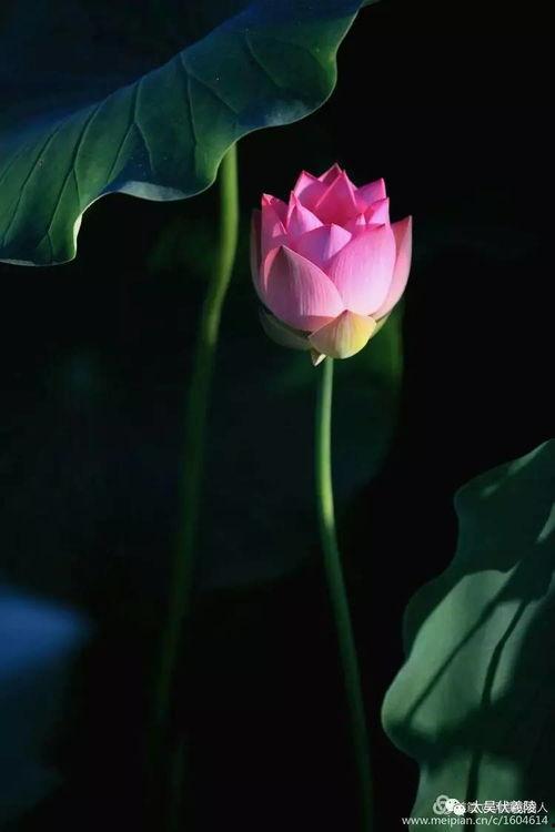 吃瓜小叶,揭秘娱乐圈背后的那些事儿