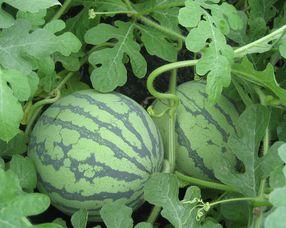 侉子瓜产妇可以吃吗,产妇适宜食材揭秘