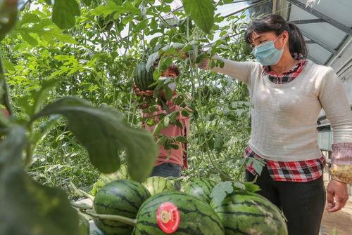 林州临期网红吃瓜,揭秘临期食品背后的秘密