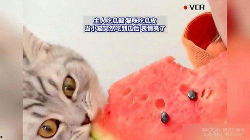 猫咪吃蜜瓜