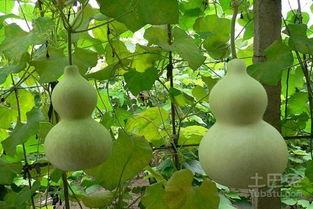 孕妇能否吃葫芦瓜,葫芦瓜的适宜与禁忌