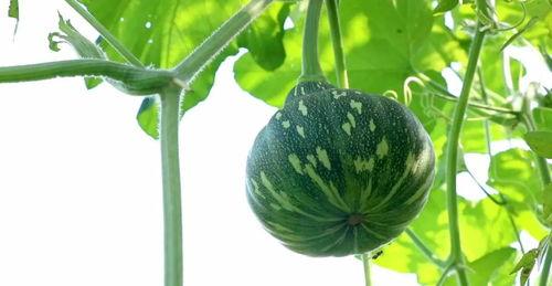 秋季吃籽瓜,籽瓜营养滋补新选择