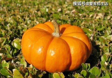 秋季吃籽瓜,籽瓜营养滋补新选择