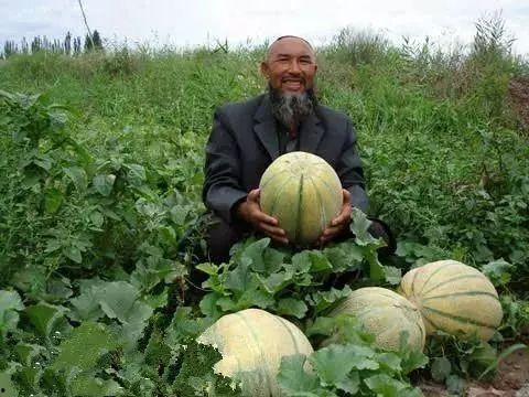 老人吃老瓜,探寻老人与老瓜的温馨故事