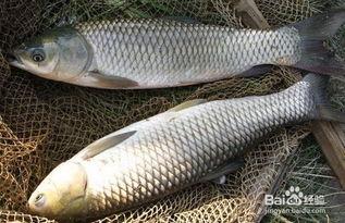 草鱼吃葫芦瓜,天然饲料的神奇效果
