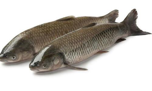 草鱼吃葫芦瓜,天然饲料的神奇效果