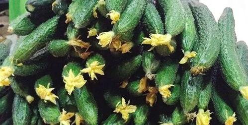 高铁带花吃瓜,畅享旅途美好时光