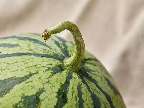 吃瓜人必备什么,解锁瓜界秘籍，轻松成为瓜界高手