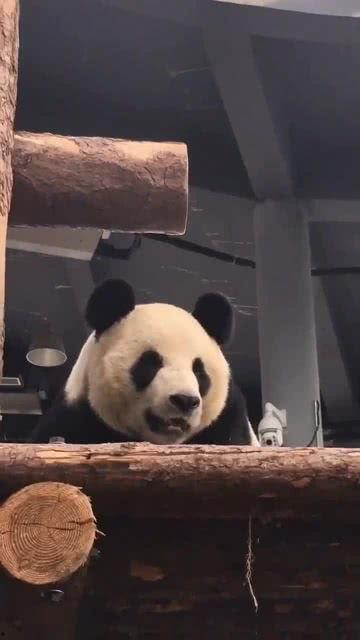 吃瓜小熊不上班,不上班也能乐享人生