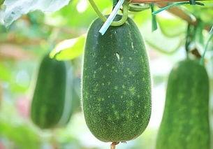 吃瓜也要看品种