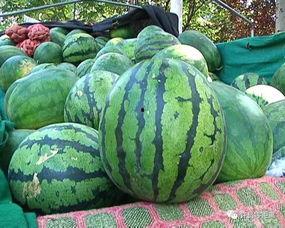 吃瓜也要看品种