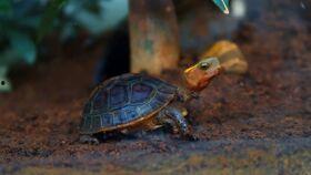 解压视频乌龟吃瓜,解压日常瞬间